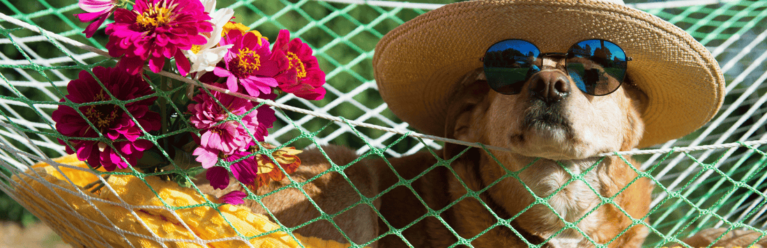 Must-Have Summer Accessories for Dogs