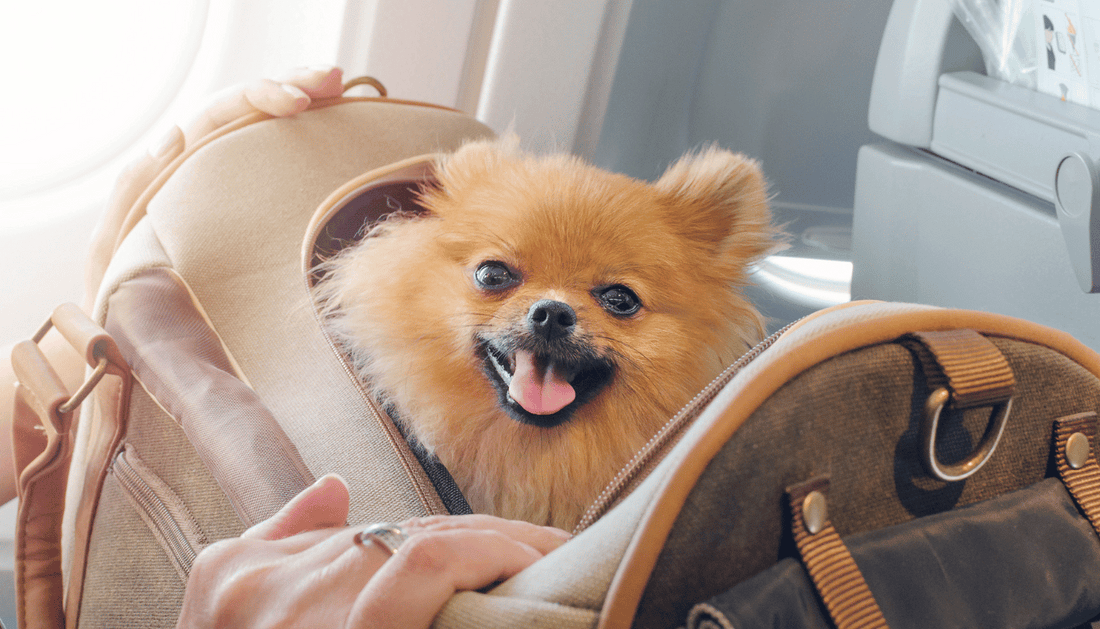 Airline Travel with Pets: What You Need to Know
