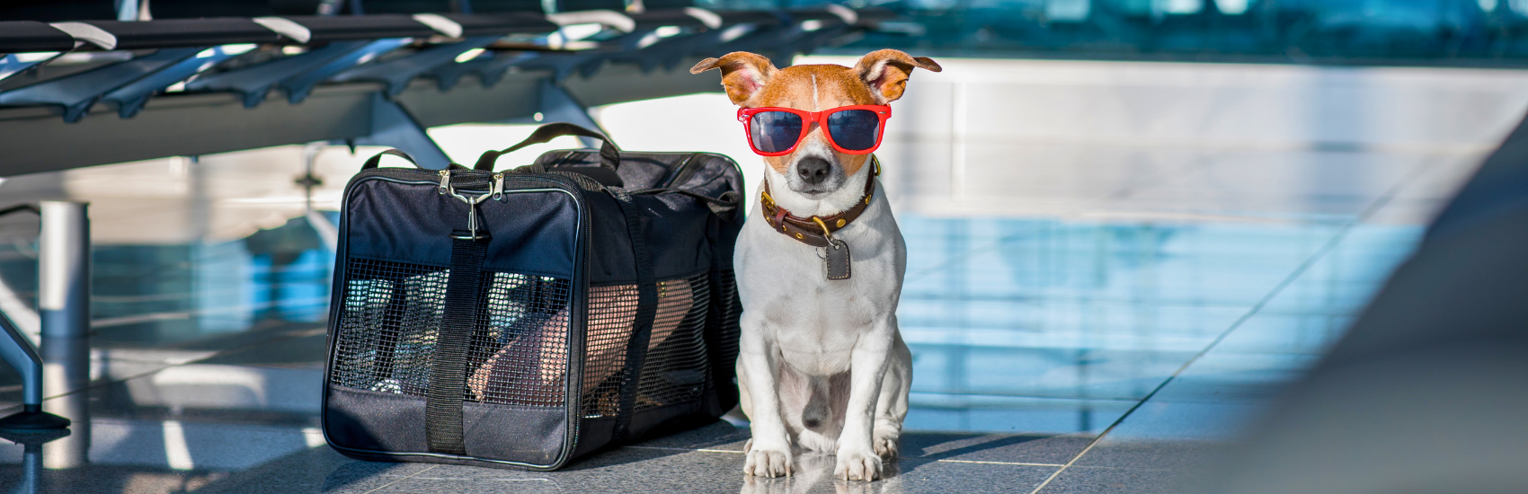 Best Dog Travel Carriers for Small Dogs 2025: Expert Guide