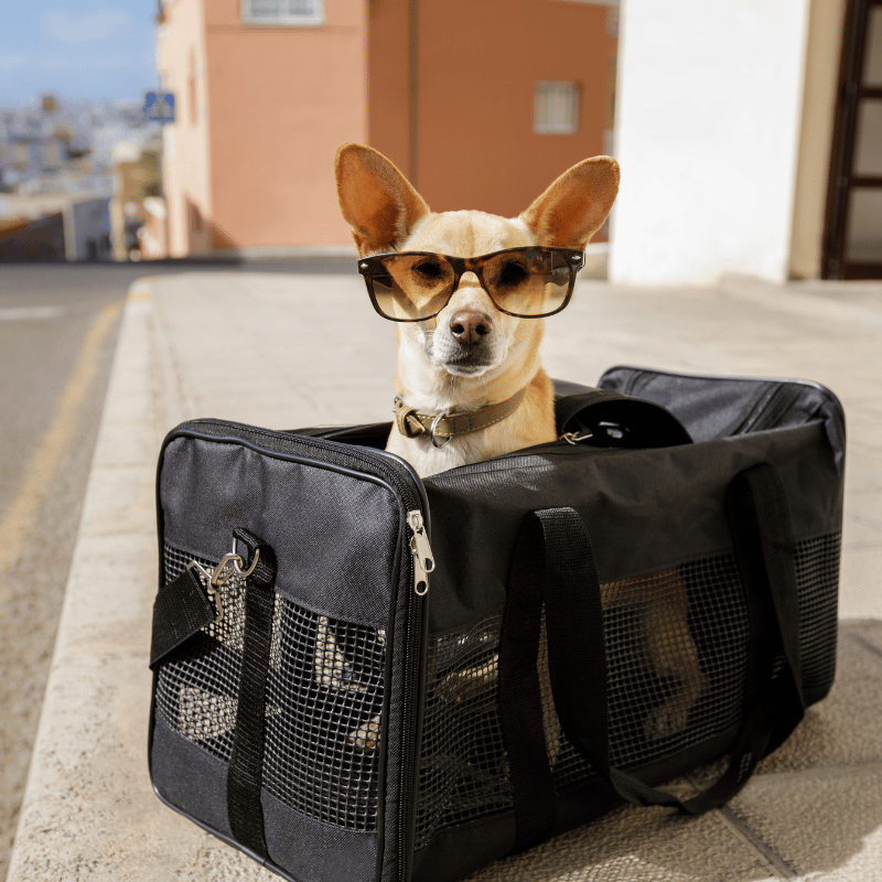 Premium Pet Travel Accessories