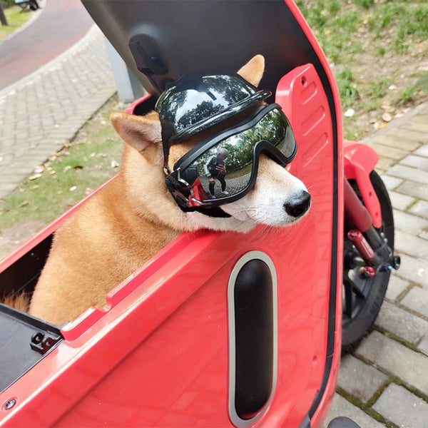 Perro con casco y gafas conduciendo una motocicleta