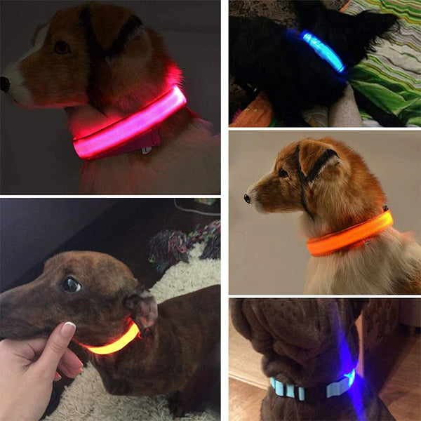 Bright Glow Dog Collar